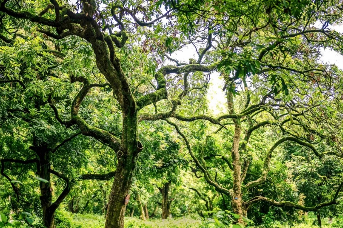 Zhangba Longan Forest